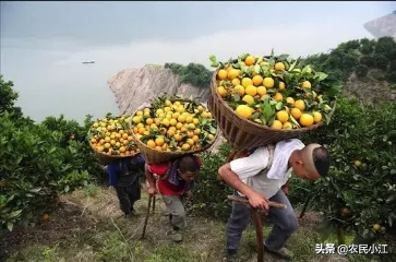 中国脐橙之乡”——秭归