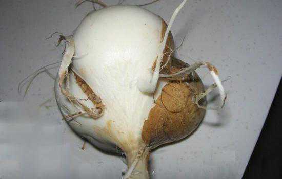 凉薯是蔬菜还是水果 蔬菜和水果如何区分
