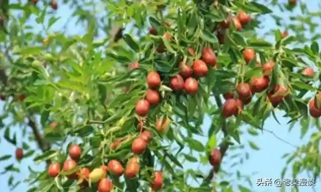 水果百科：沙枣