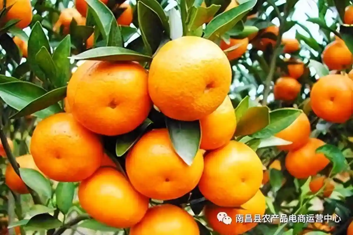 水果种植技术