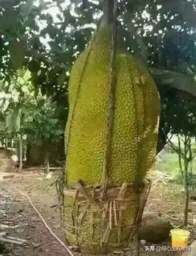 水果长得比人都大？盘点10种长成庞然大物的水果