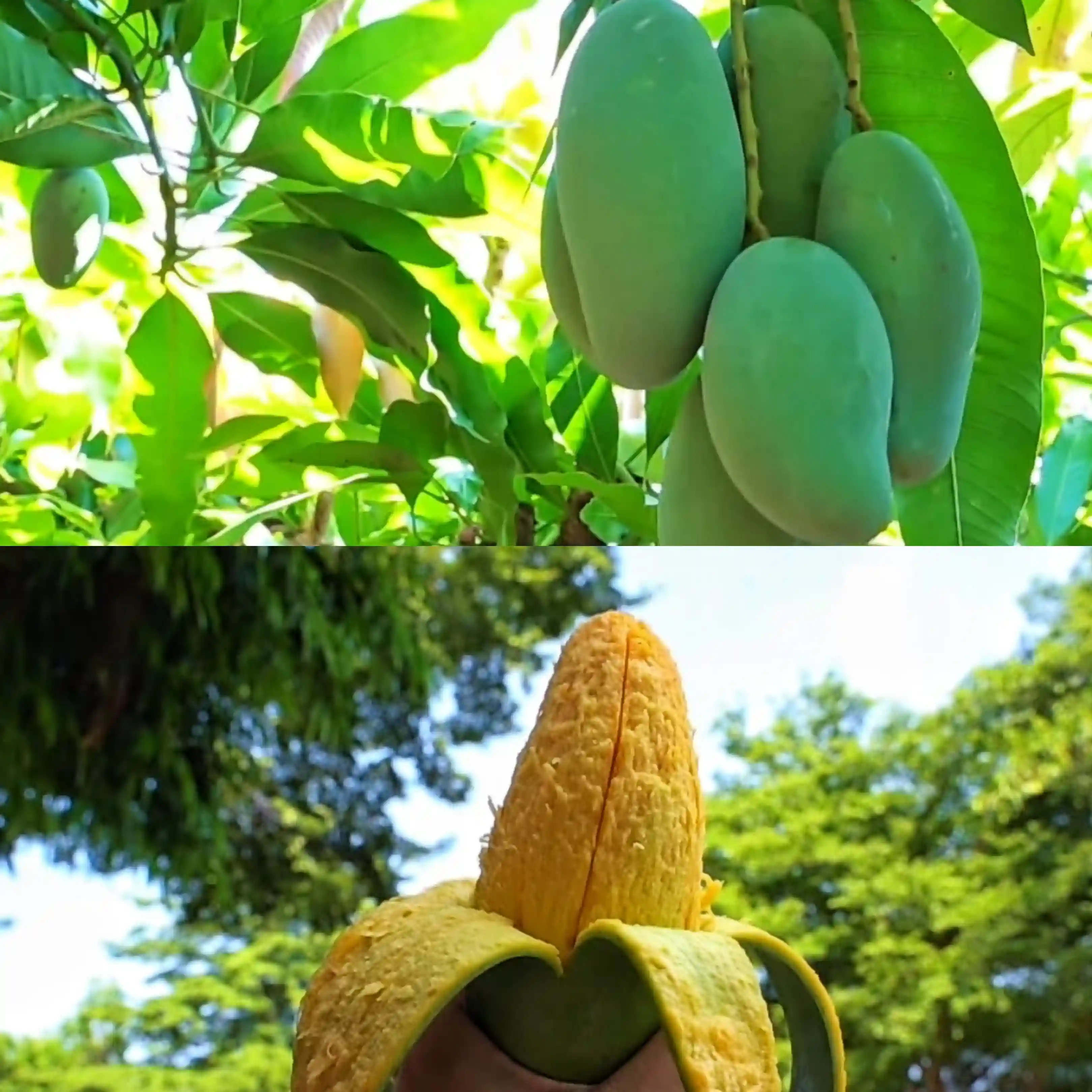 中国水果第一大省有多强？来看广西百色的特产水果