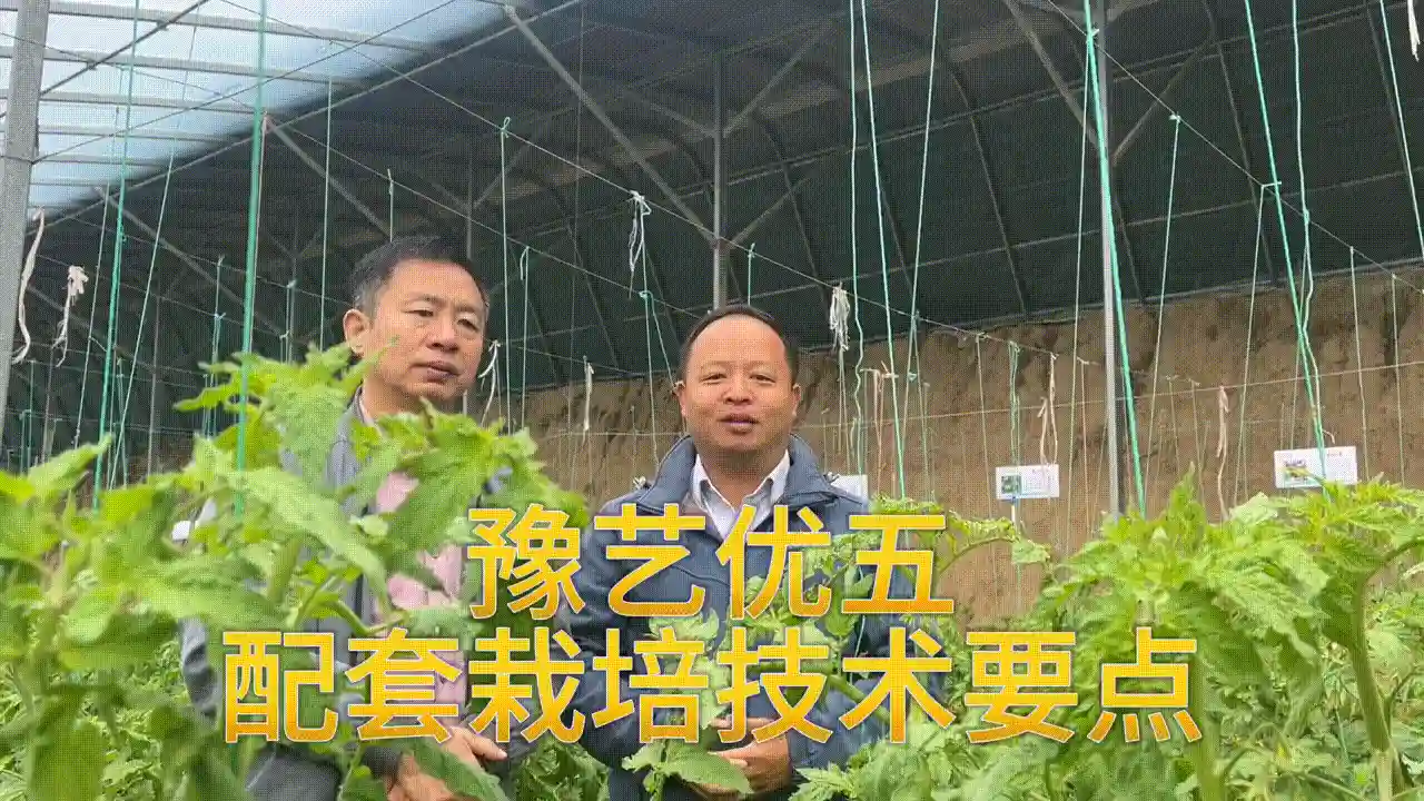 大果水果番茄豫艺优五配套栽培技术要点#大果水果番茄