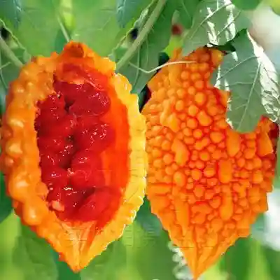 全球奇异水果有那些