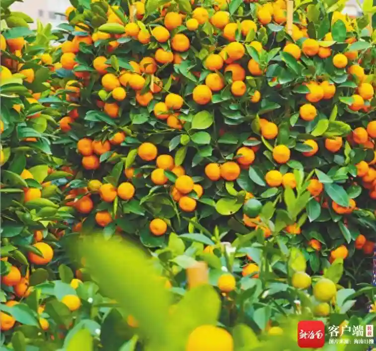 海南周刊 | 水果里的年味
