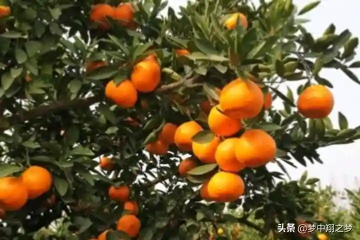 怎样在平台上卖水果、农产品？