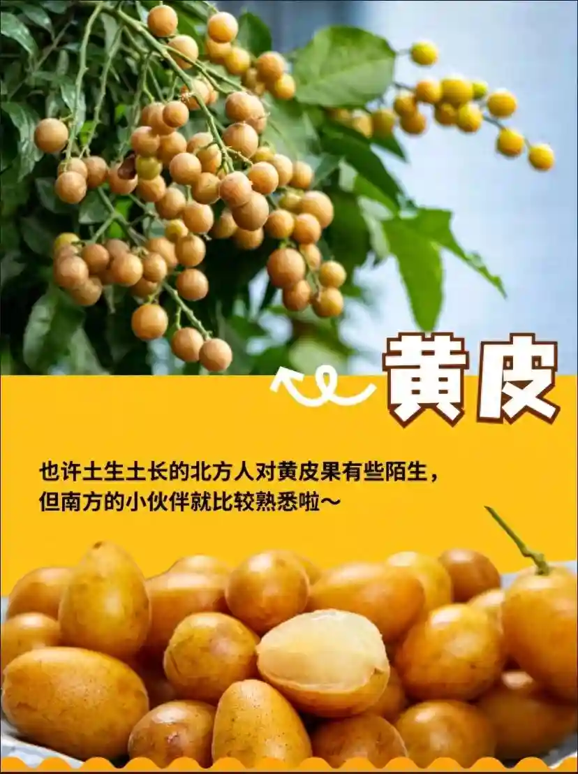 海南黄皮：热带水果的独特魅力