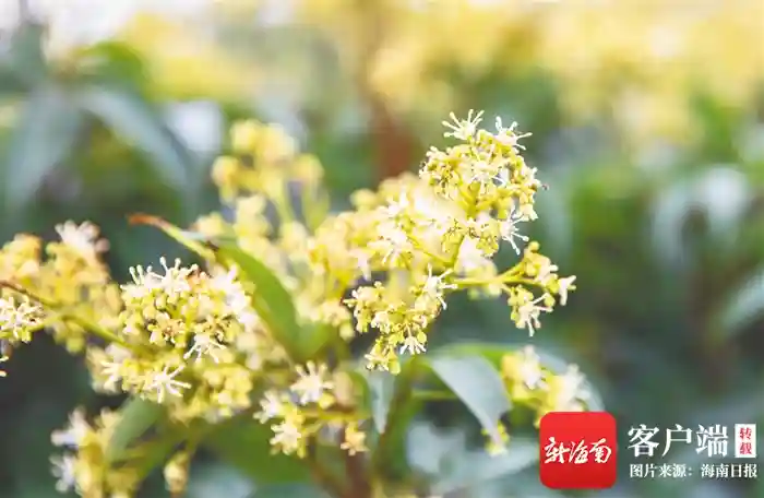 海南周刊 | 海南水果的“花花世界”