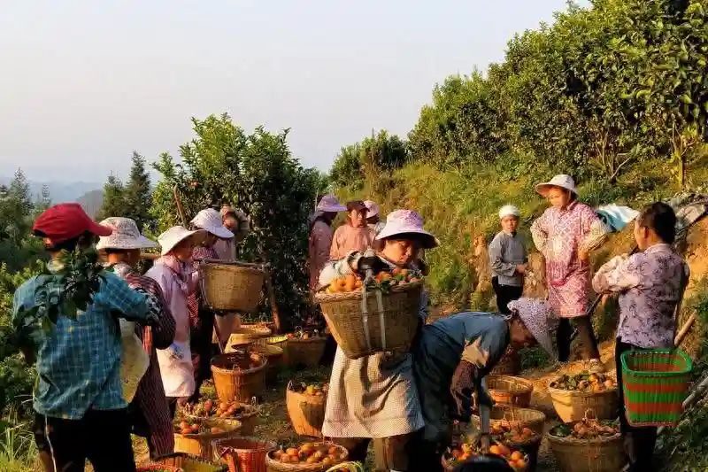 “水果自由”在广西 甜蜜飘香销全国