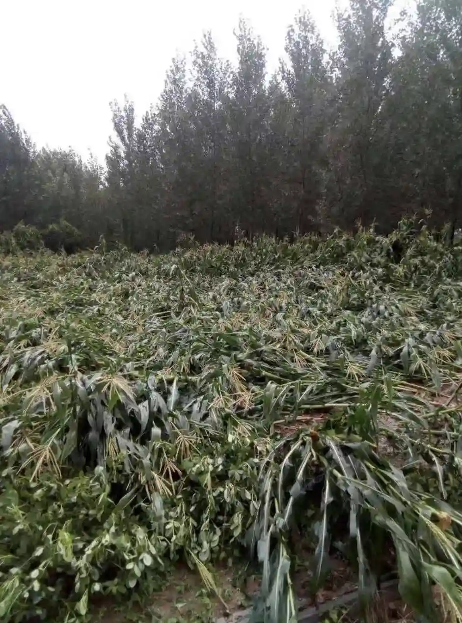 诸城发布爱心水果购买联系方式