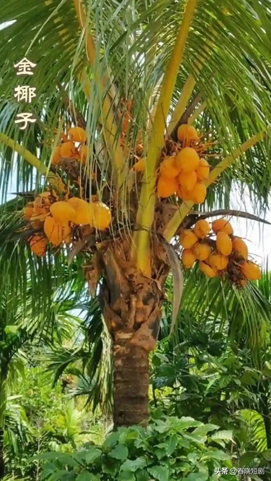《海南水果：甜蜜的奥秘与特色品种》