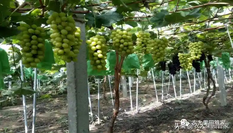 水果果袋有哪几类？一篇文章告诉您