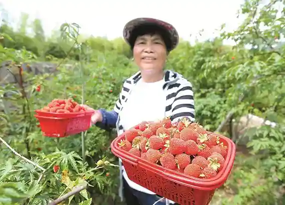 面对网红水果 种植户该如何蹭热度