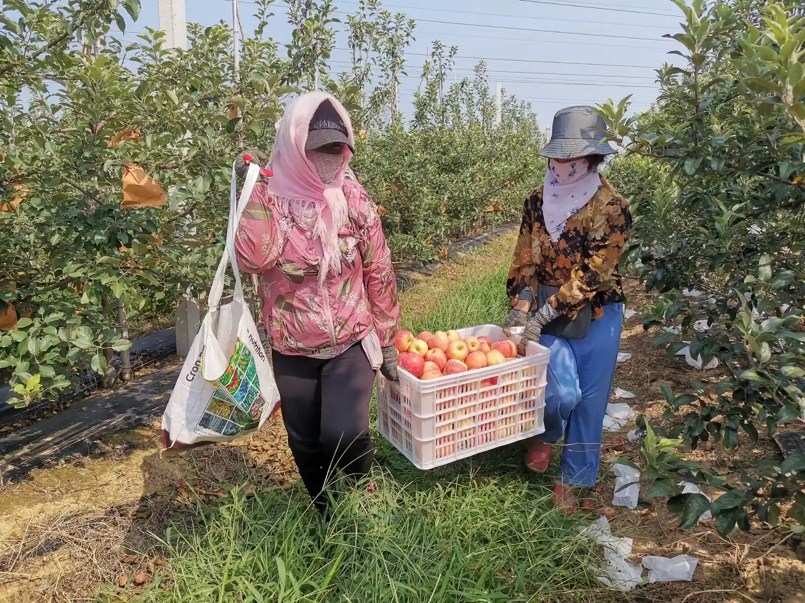 潍坊滨海区：盐碱地上的甜水果熟了