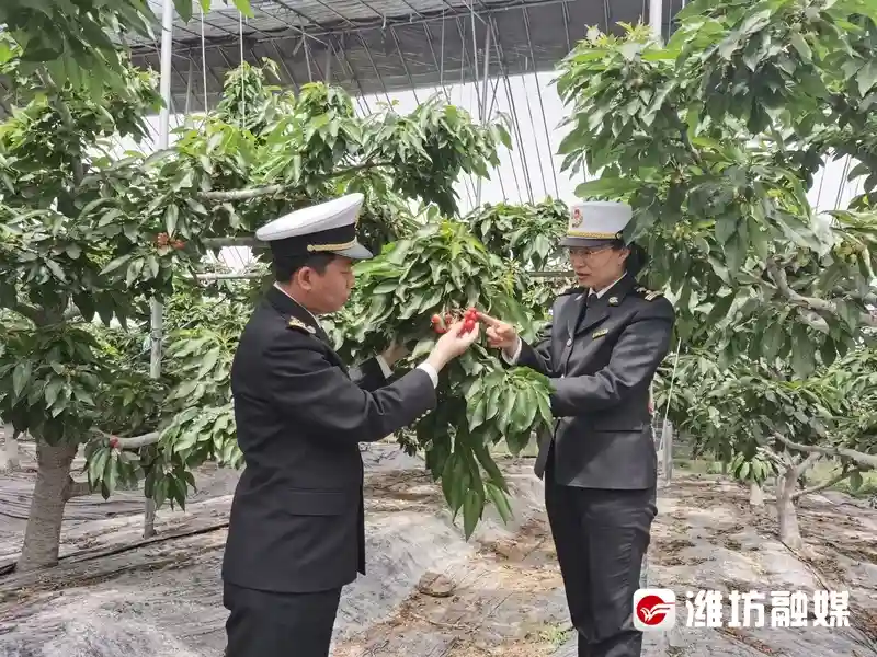 【潍坊水果“圈粉”海外，“通关密码”大公开→】