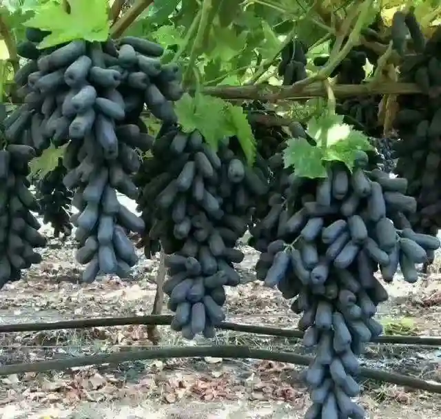 2019年！这十大网红水果非常值得关注！