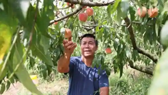 锦屏：水果飘香采摘忙 特色经济促振兴