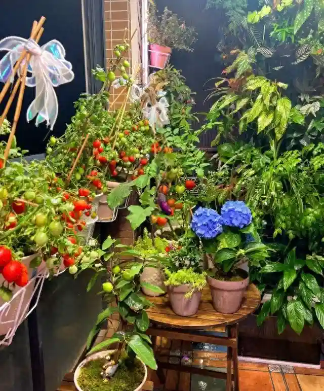 四季果香不断，揭秘家庭盆栽水果种植