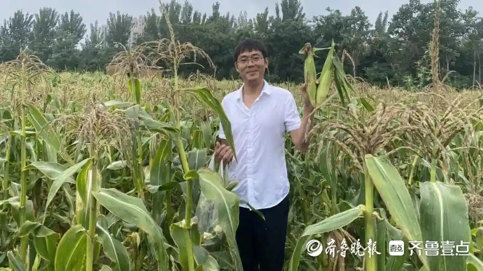 肥城：水果玉米喜丰收，发展迎来“甜”日子