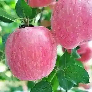健康美味：中国高产水果TOP 10，你pick哪一个？