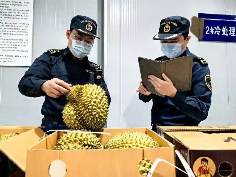 进口榴莲抢“鲜”通关 “洋水果”走俏中国市场