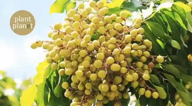 水果季来了，你还龙眼桂圆傻傻分不清楚？