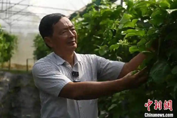台商王金都一棵水果种苗种出的“两岸情”