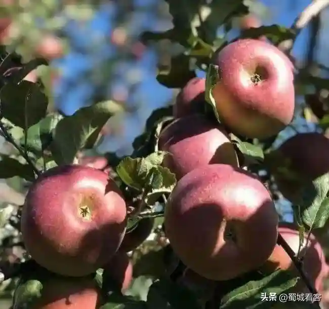 四川，水果种类最多的地方，果然是天府之国！