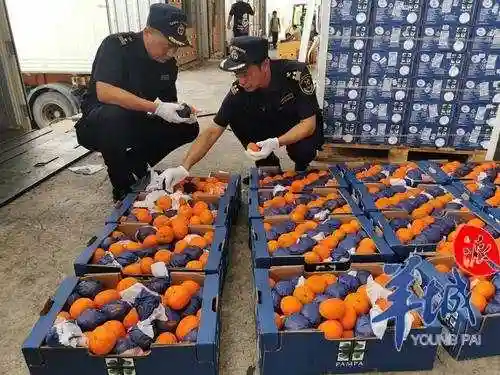 前三季度深圳进口水果量、货值增长近两成
