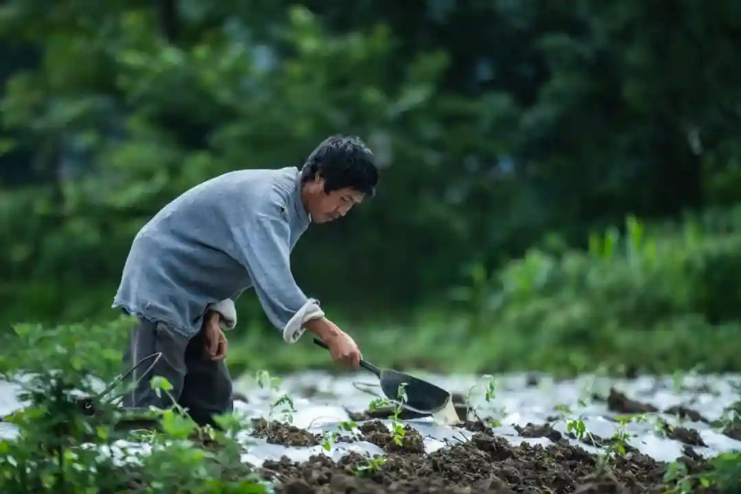 今日小暑：看看古人们在这一节气的“水果自由”