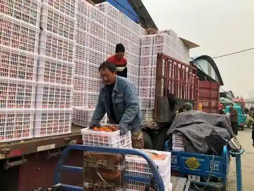 济宁水果批发市场生意火爆 苹果桔子受欢迎