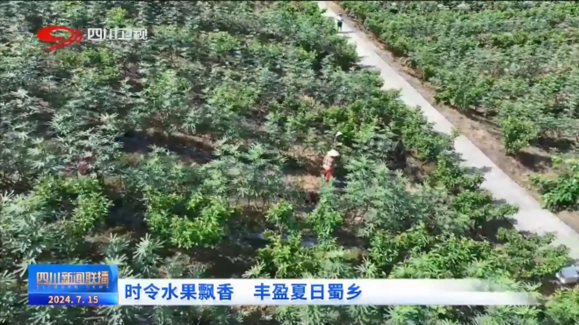 四川新闻联播丨时令水果飘香 丰盈夏日蜀乡