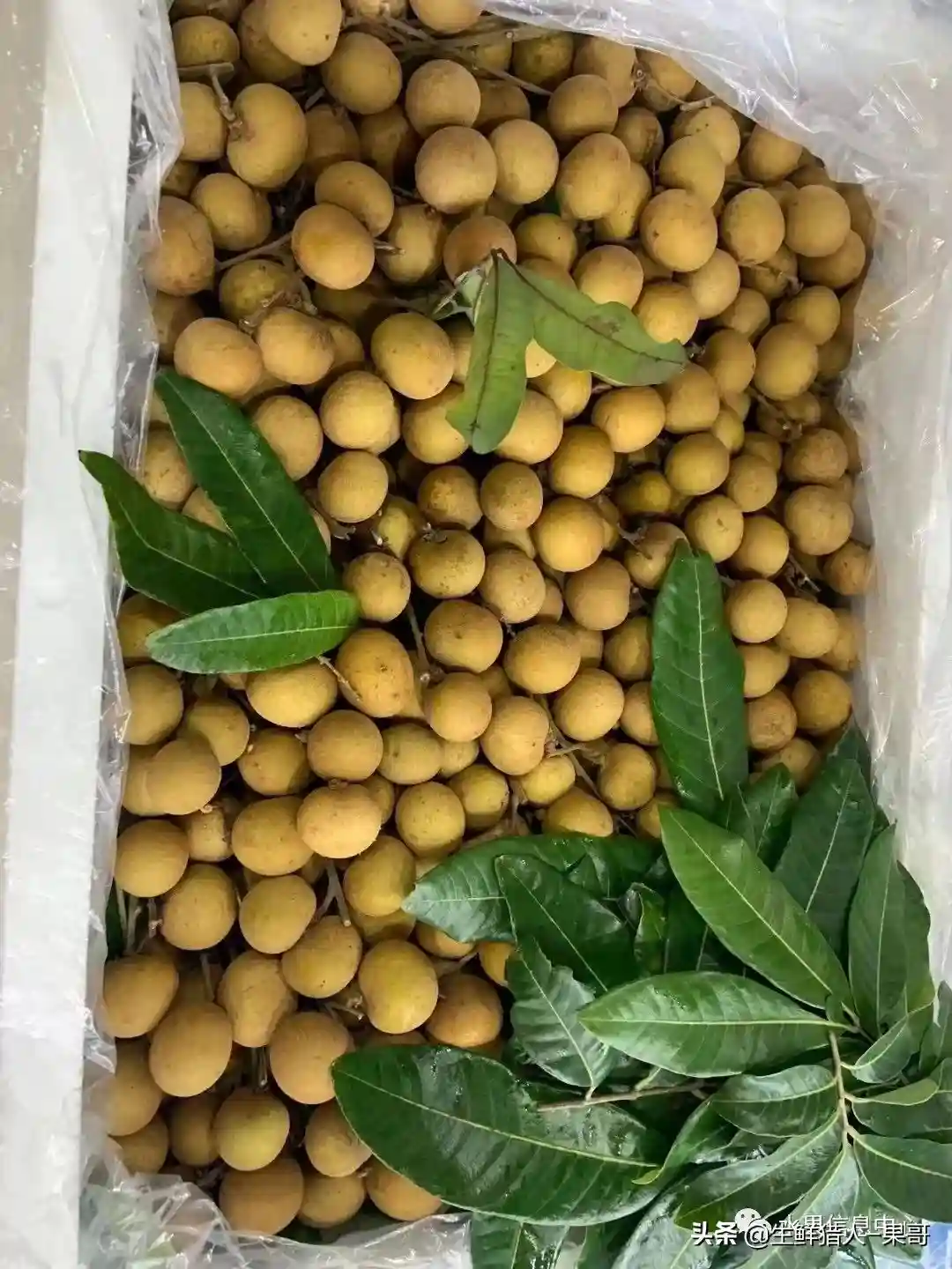 生鲜从业者必备—史上最全水果保鲜存储知识