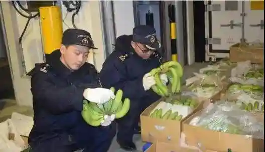 柬埔寨水果首次进入中国，100吨香蕉运抵上海
