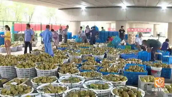 常州本地水果陆续上市 收购价整体低于往年