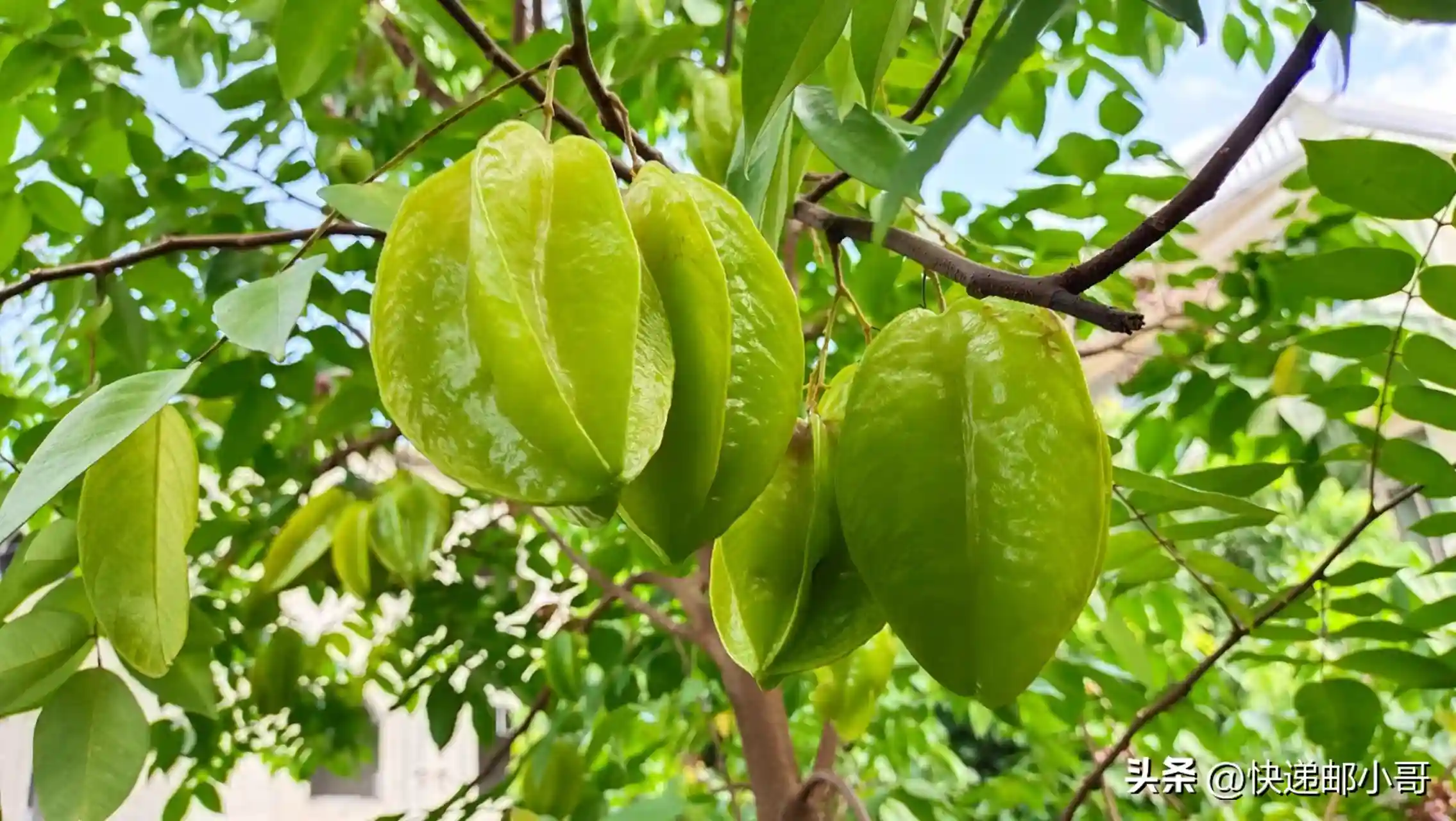 广西怪水果，棱角分明，生津止渴，掉一地却没人捡
