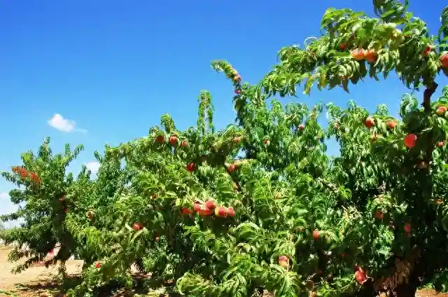标题：种植水果竟然有这些秘密！90%的人都不知道！