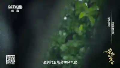 《农耕探文明》：水果口感的姜，究竟是怎么种出来的？