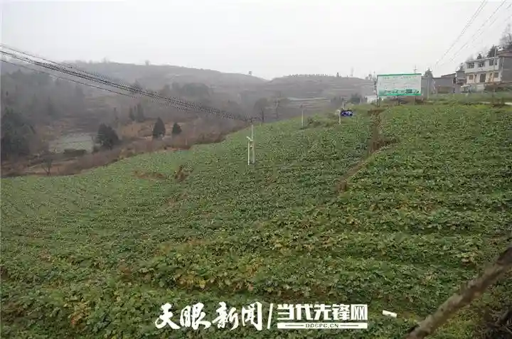 6元1斤！贵州毕节这里的水果萝卜靠什么“出圈”？