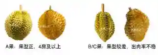 听我一句劝，批发市场买水果，学会这些专业术语