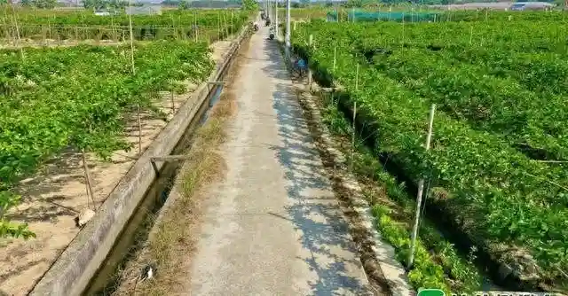 汕头金灶镇水果产量破10万吨，油甘成为“黄金果”！