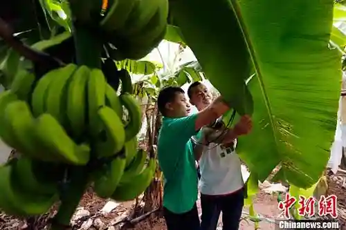 华媒：香蕉被偷何处找？泰国水果将安装追踪系统