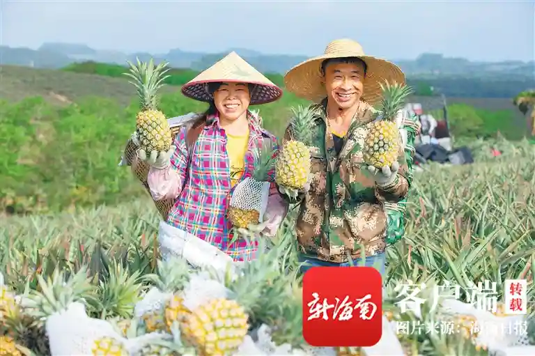 海南周刊 | 盛夏至，丰收时，海南各地水果闪亮登场