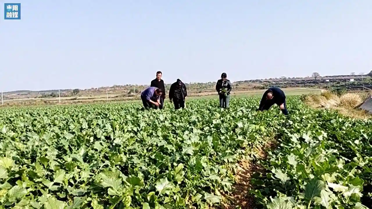 枣阳市太平镇北高庄村：水果萝卜种植铺就致富路