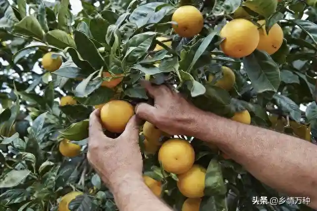 水果种植新决策：高产时光即将来临，你准备好了吗？