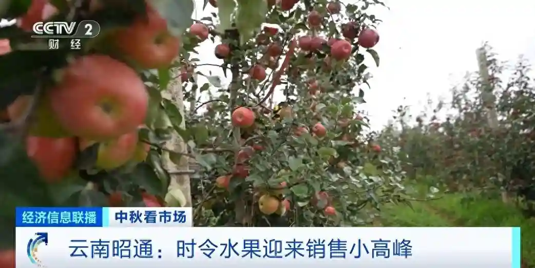 时令水果迎销售“小高峰” 云南昭通软籽石榴大受欢迎