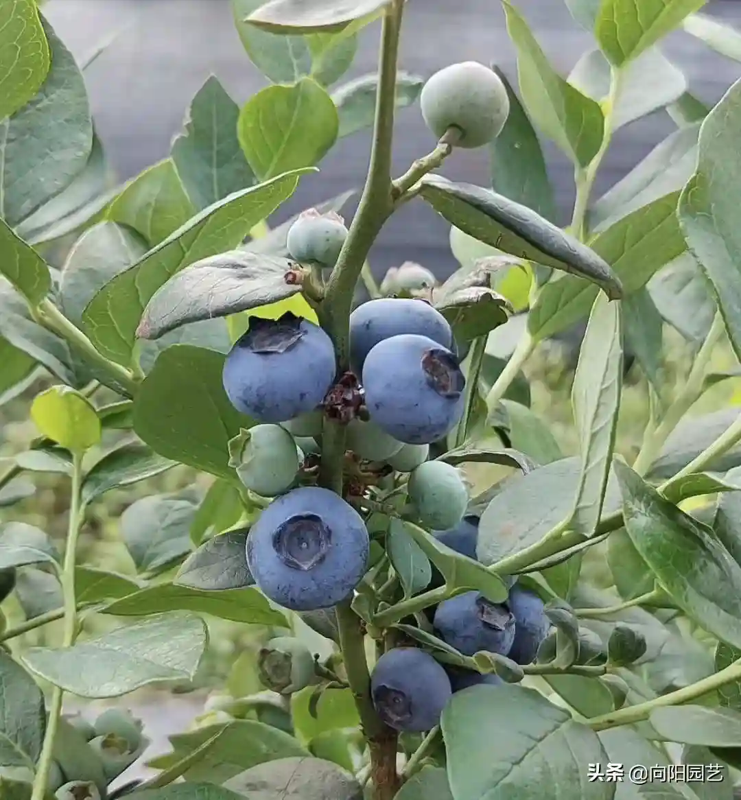 6种果树，可以种在花盆里，养在露台上，实现“水果自由”
