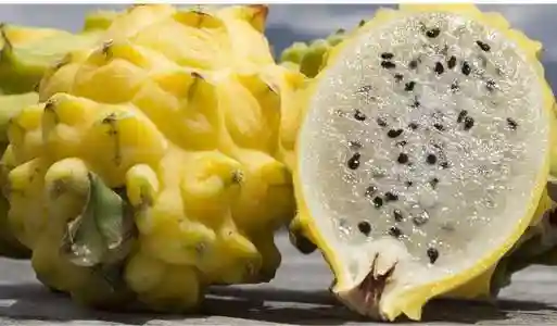 世界上最贵的水果之一黄龙果，价格高达上千元一斤