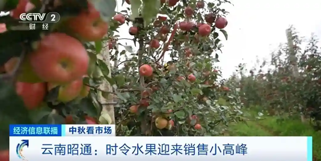 云南昭通时令水果迎销售“小高峰”，软籽石榴大受欢迎