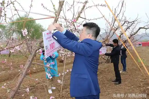 京东物流欲送平谷大桃进300城，叫响北京水果第一品牌